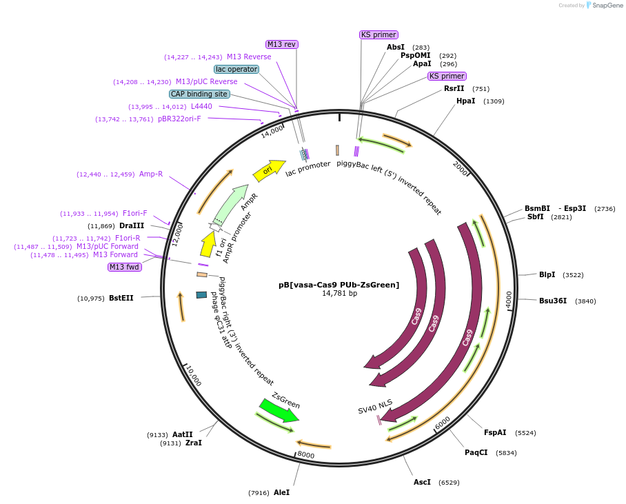 169012-plasmid-map-sequence-id-331633