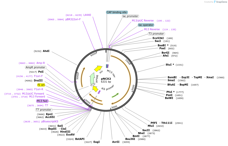67148-plasmid-map-sequence-id-331641
