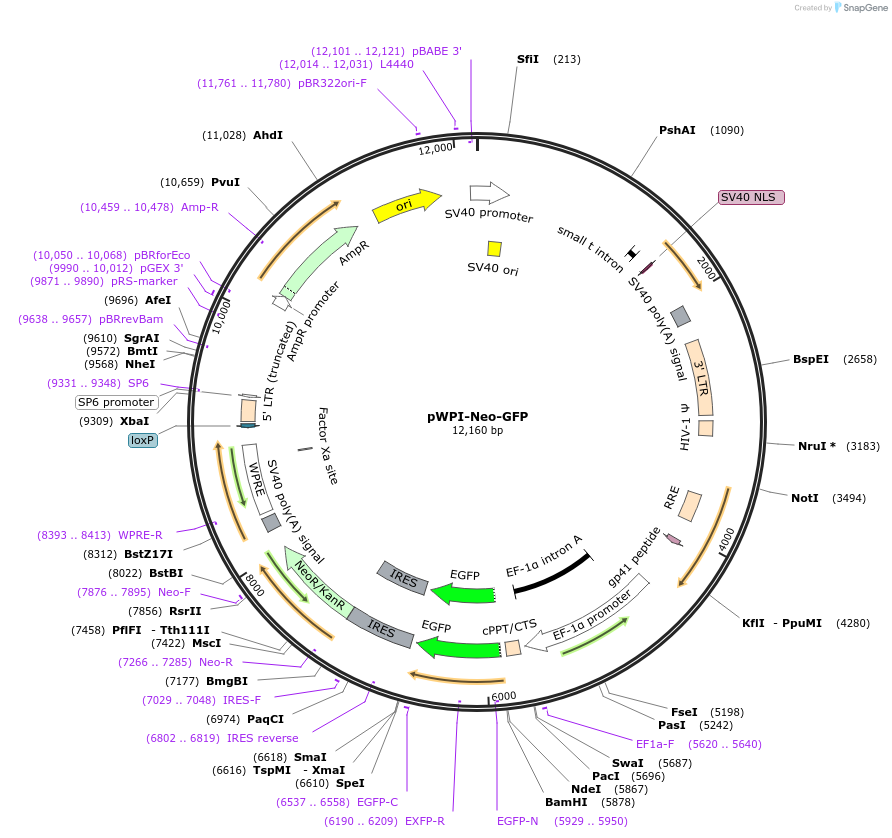 165954-plasmid-map-sequence-id-331643