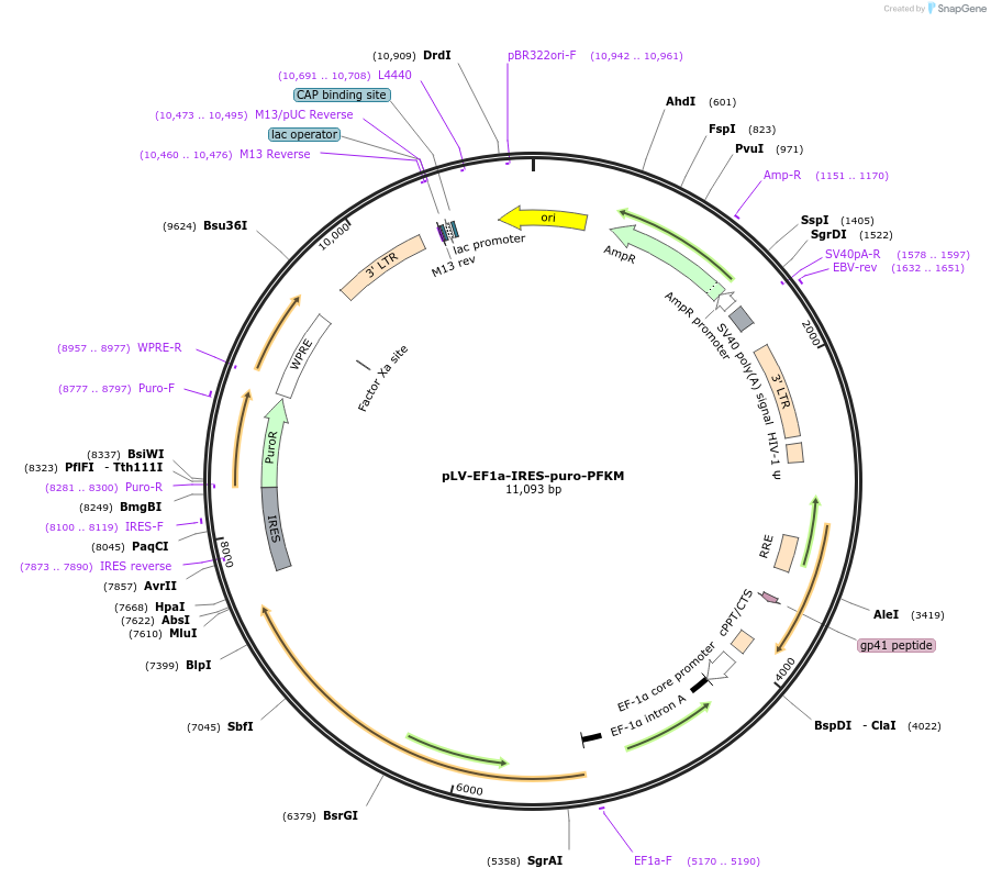 165953-plasmid-map-sequence-id-331644