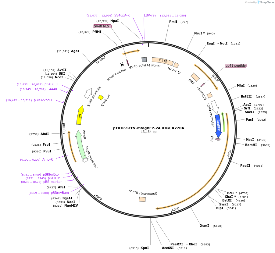 167290-plasmid-map-sequence-id-331645