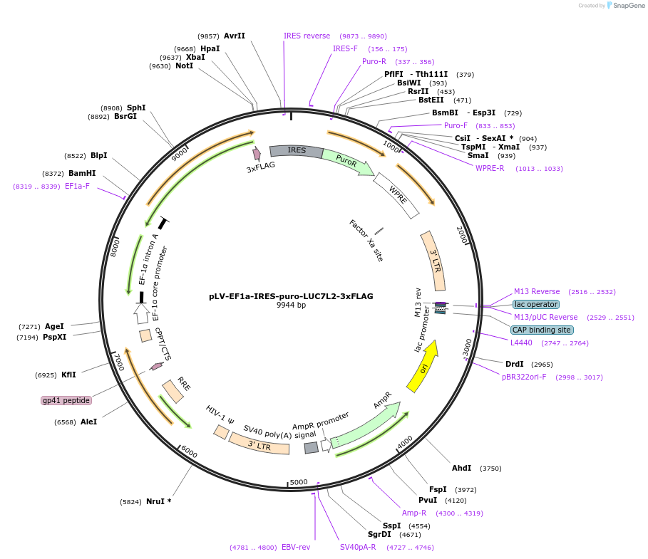 165952-plasmid-map-sequence-id-331646