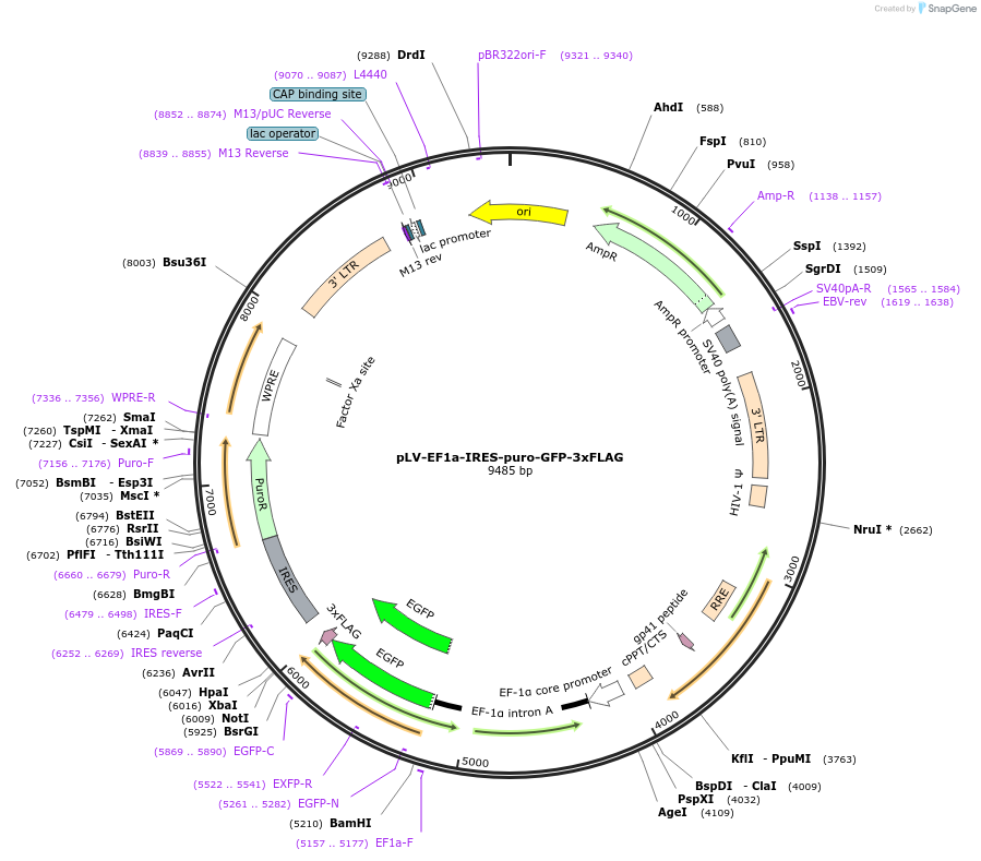 165951-plasmid-map-sequence-id-331647