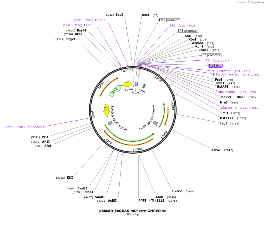 165920-plasmid-map-sequence-id-331712