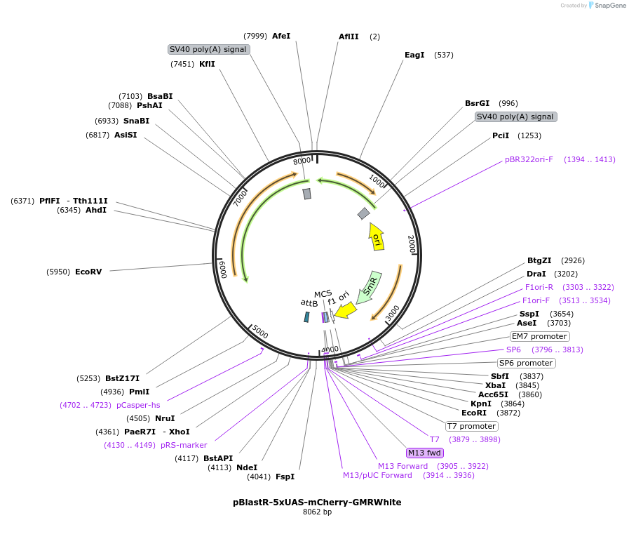 165908-plasmid-map-sequence-id-331714
