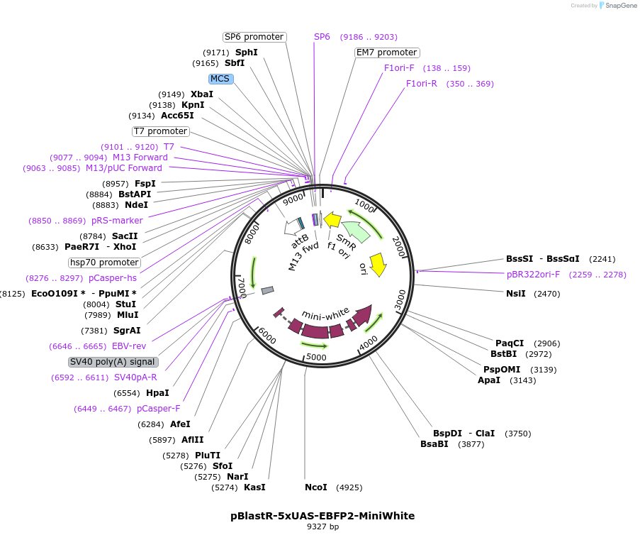 165912-plasmid-map-sequence-id-331715