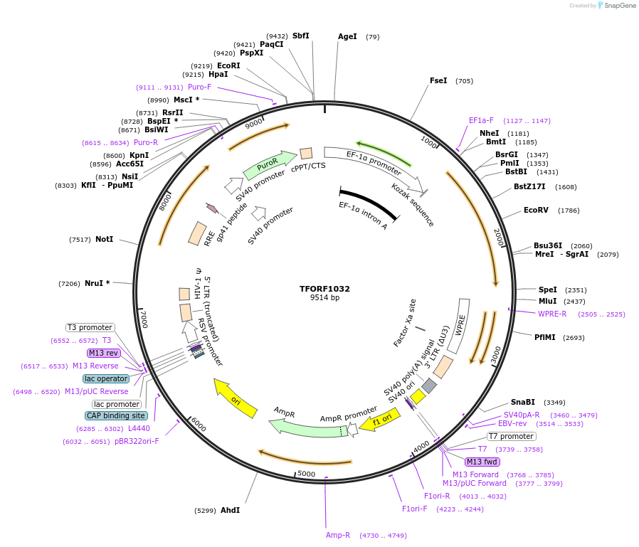 142719-plasmid-map-sequence-id-331721