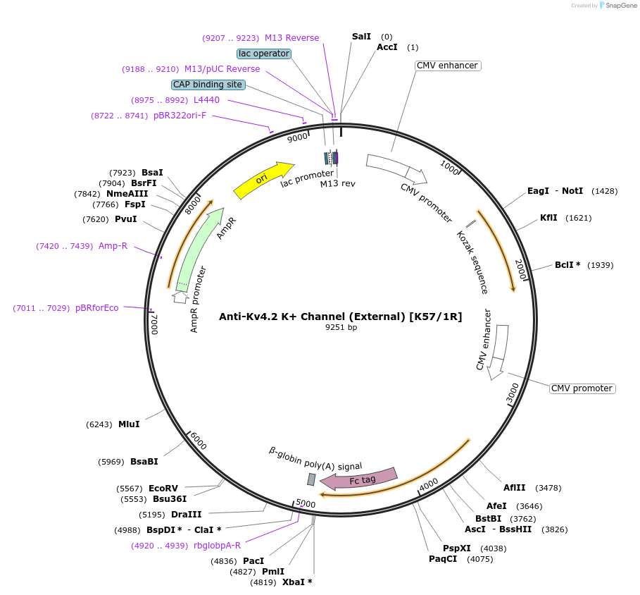 128622-plasmid-map-sequence-id-331722