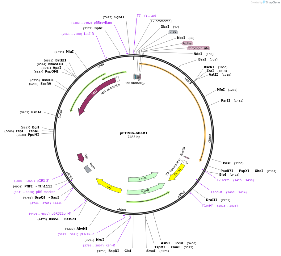 167811-plasmid-map-sequence-id-331729