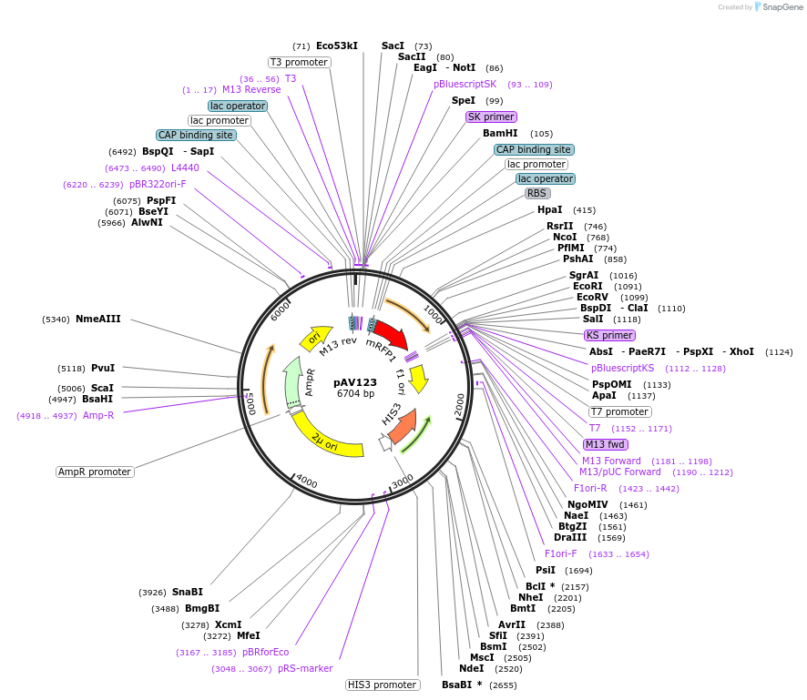 63189-plasmid-map-sequence-id-331731