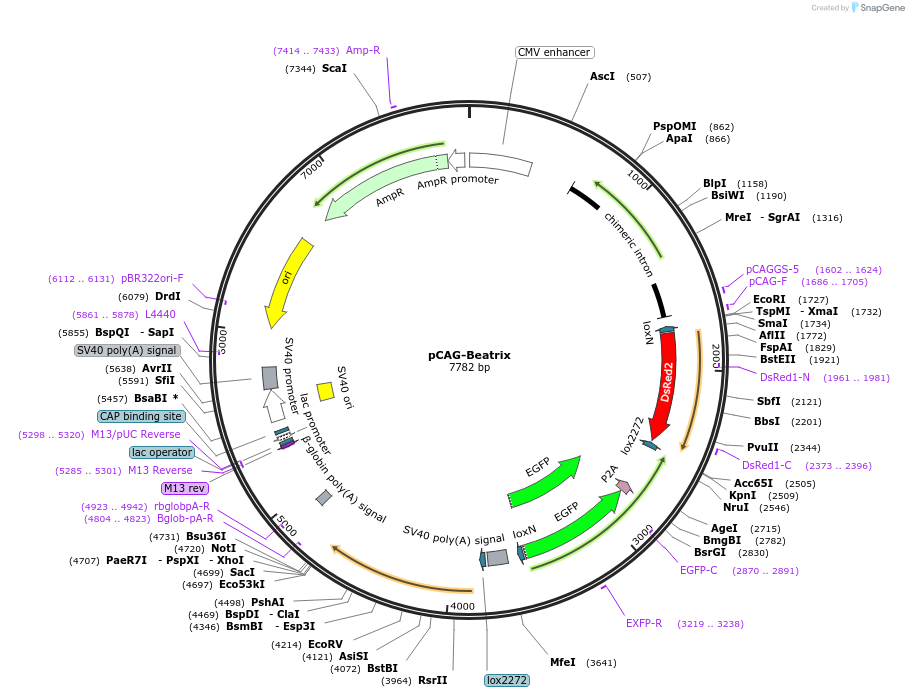 167528-plasmid-map-sequence-id-331734
