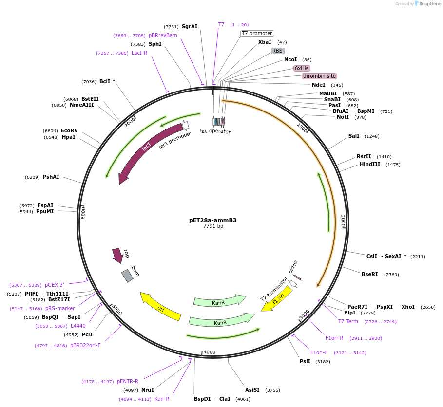 167815-plasmid-map-sequence-id-331737