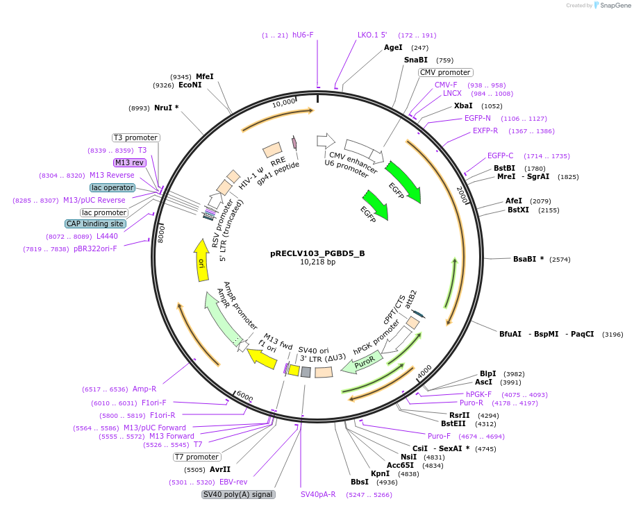 168053-plasmid-map-sequence-id-331740