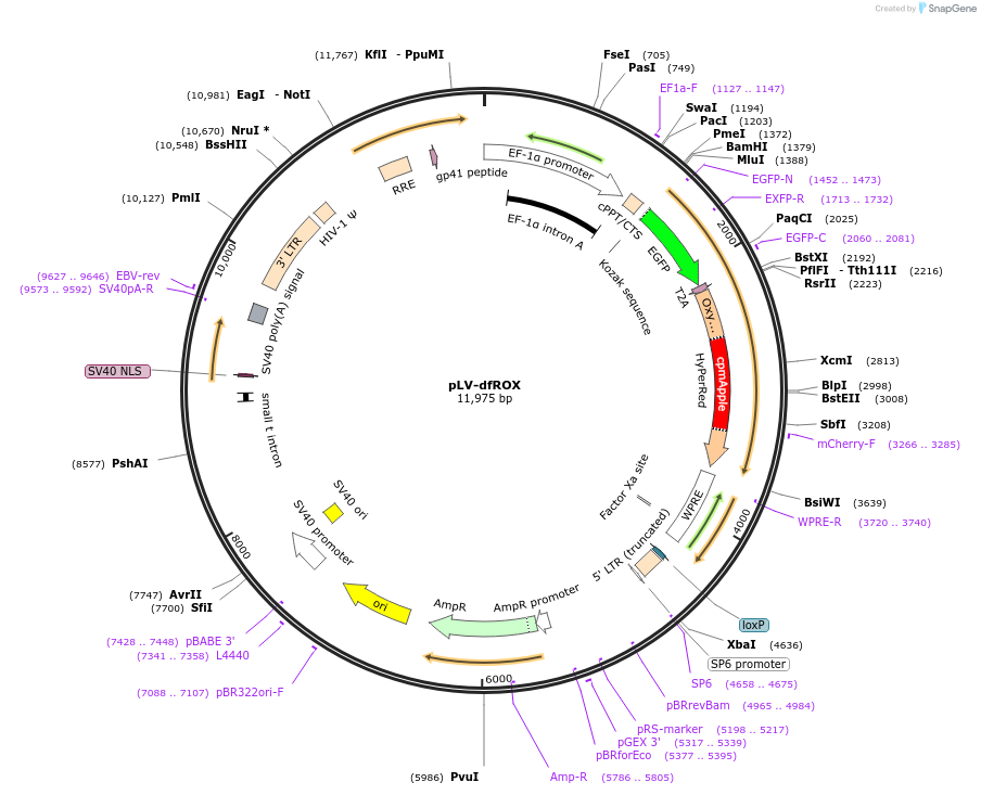 137170-plasmid-map-sequence-id-331744