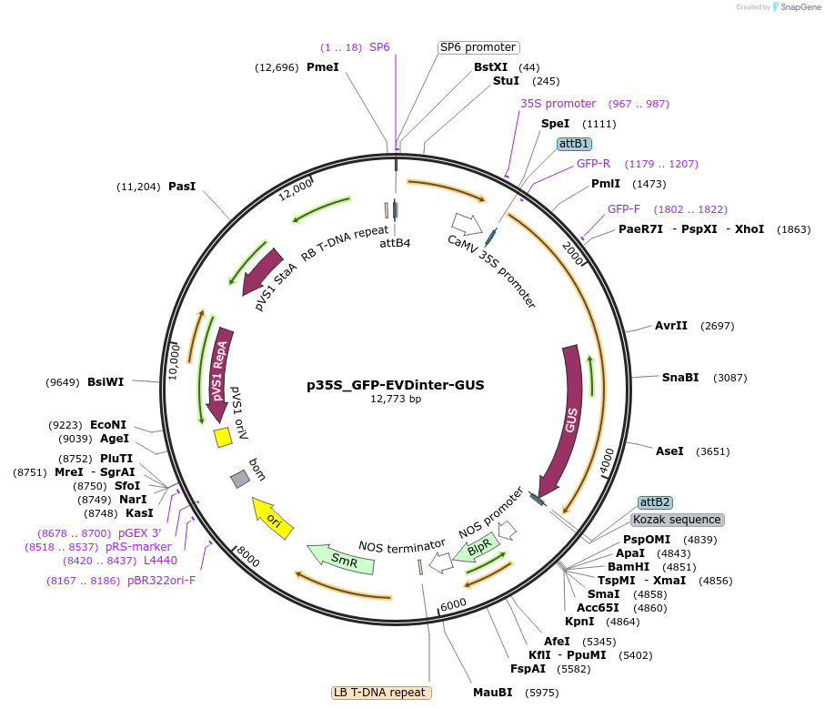 167123-plasmid-map-sequence-id-331746