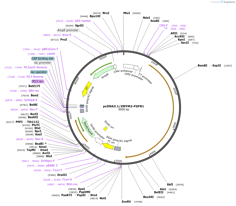 167486-plasmid-map-sequence-id-331751
