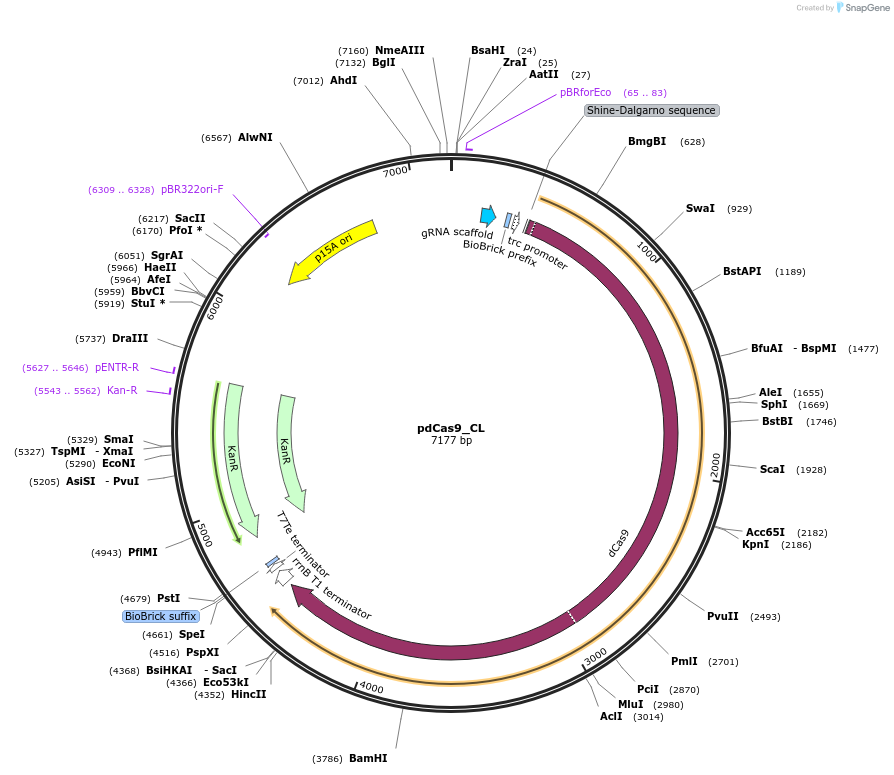 166245-plasmid-map-sequence-id-331761