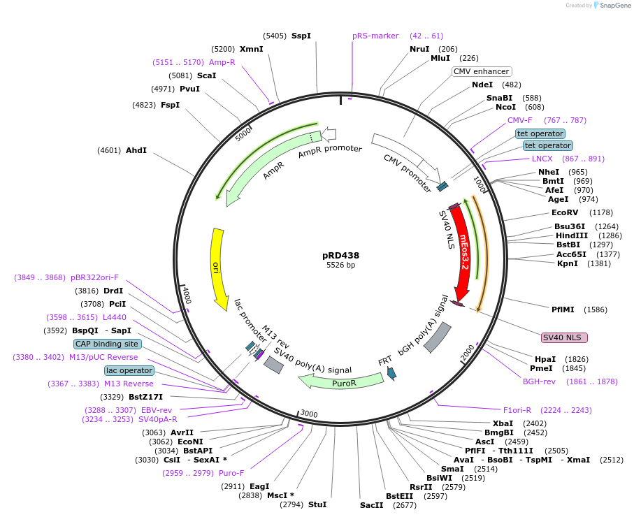 168464-plasmid-map-sequence-id-331762