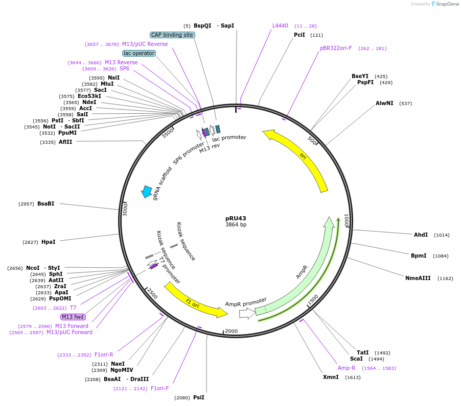 167665-plasmid-map-sequence-id-331846