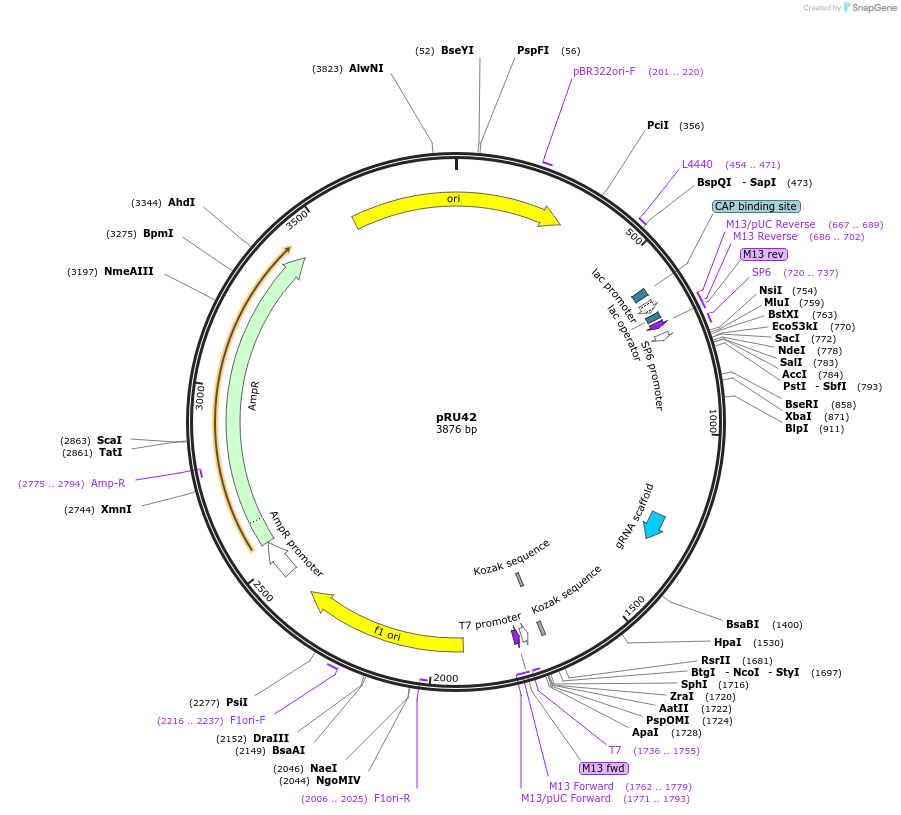 167664-plasmid-map-sequence-id-331847