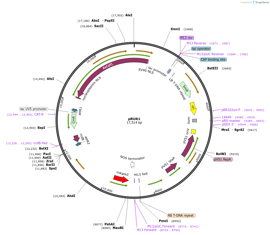 167692-plasmid-map-sequence-id-331850