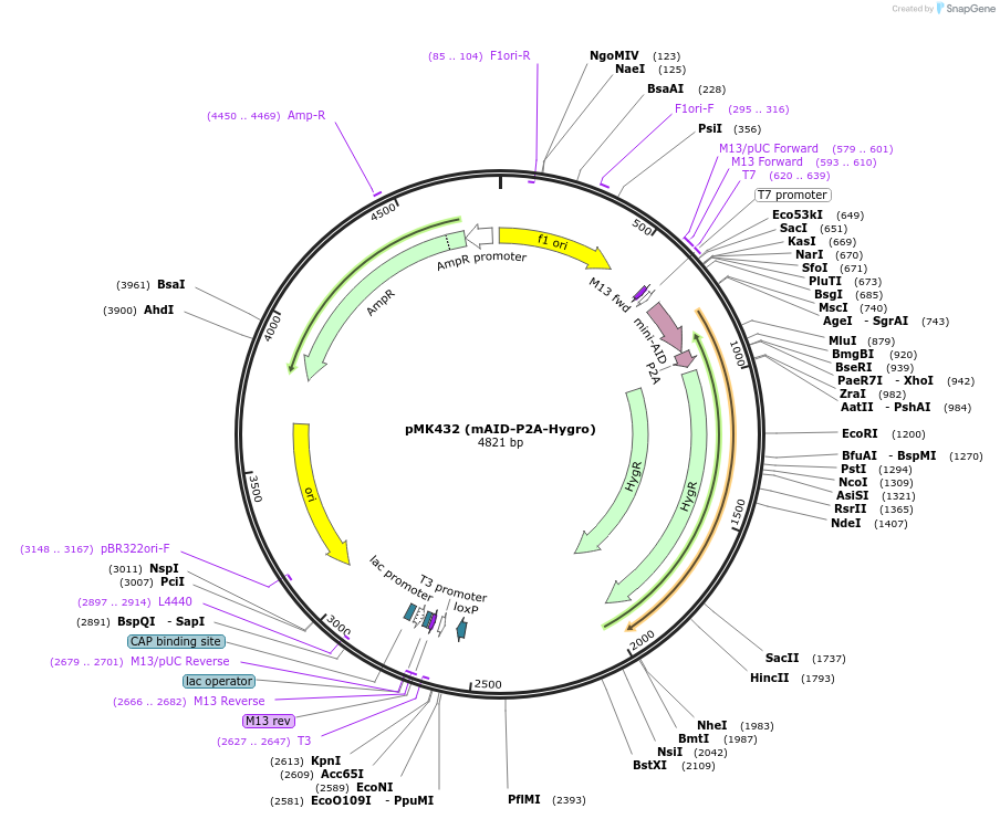 168227-plasmid-map-sequence-id-331851