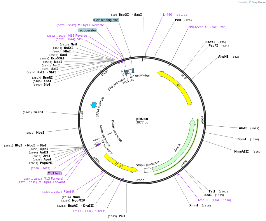 167670-plasmid-map-sequence-id-331852
