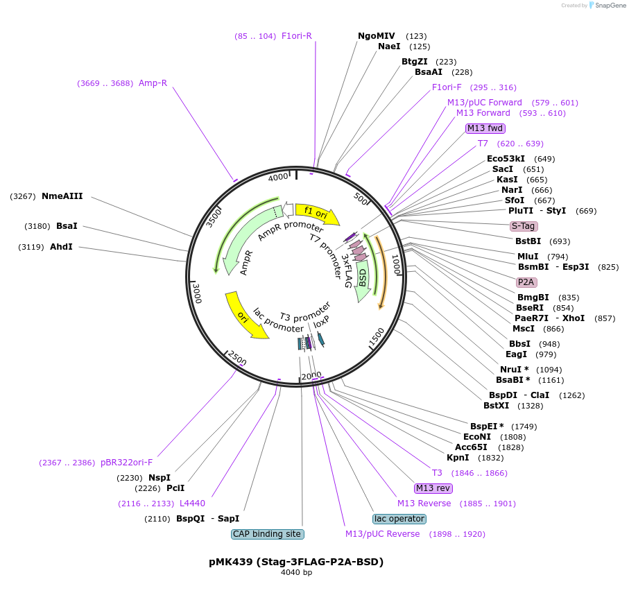 168234-plasmid-map-sequence-id-331861