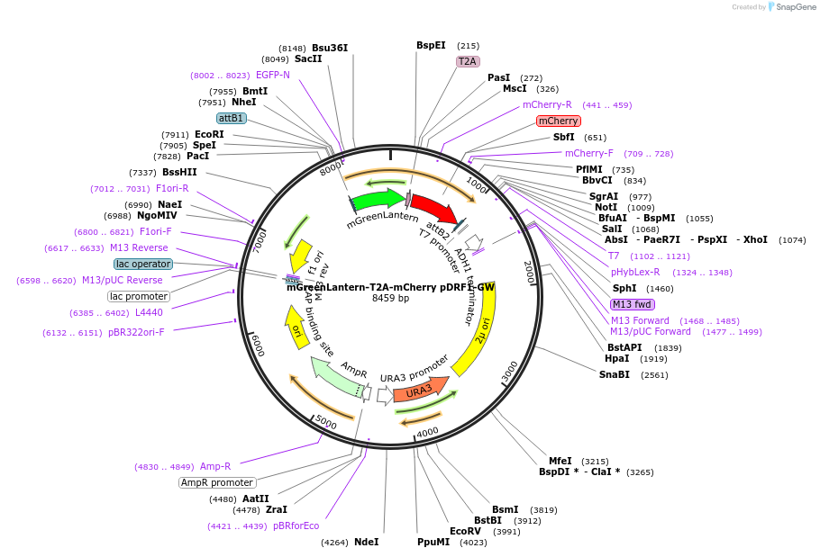 168060-plasmid-map-sequence-id-331868