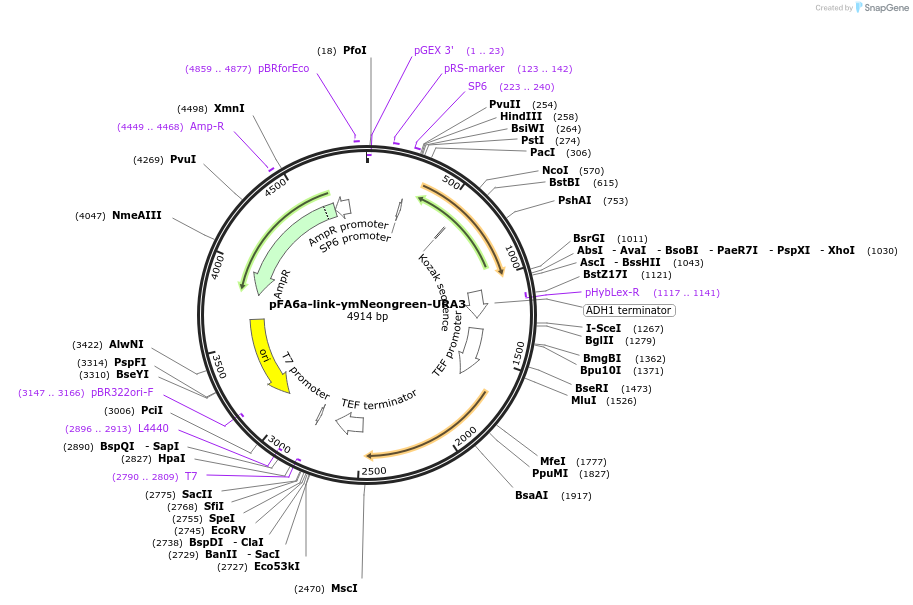 168059-plasmid-map-sequence-id-331873