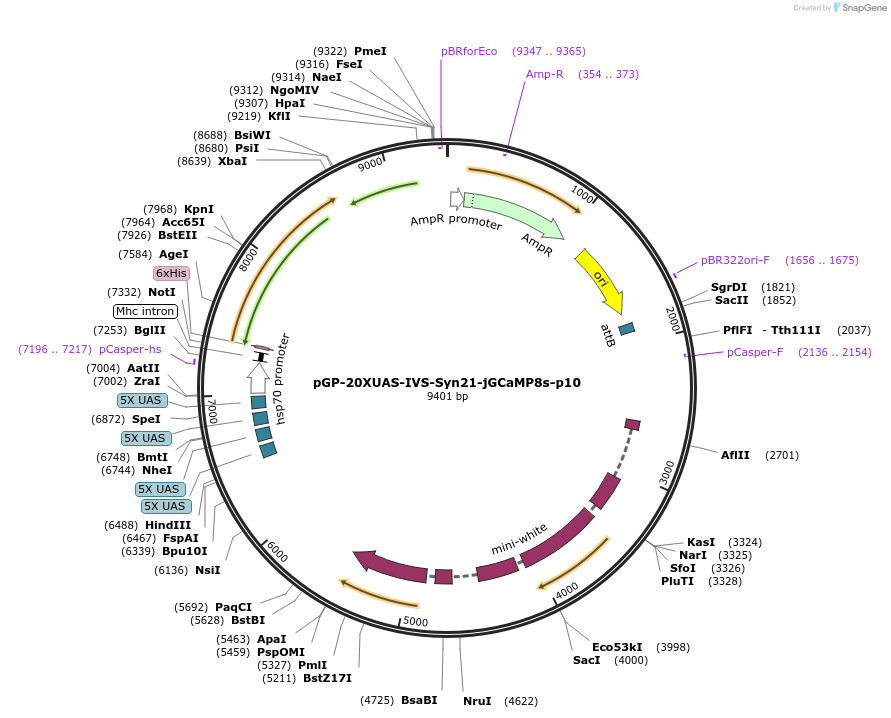 162386-plasmid-map-sequence-id-331880