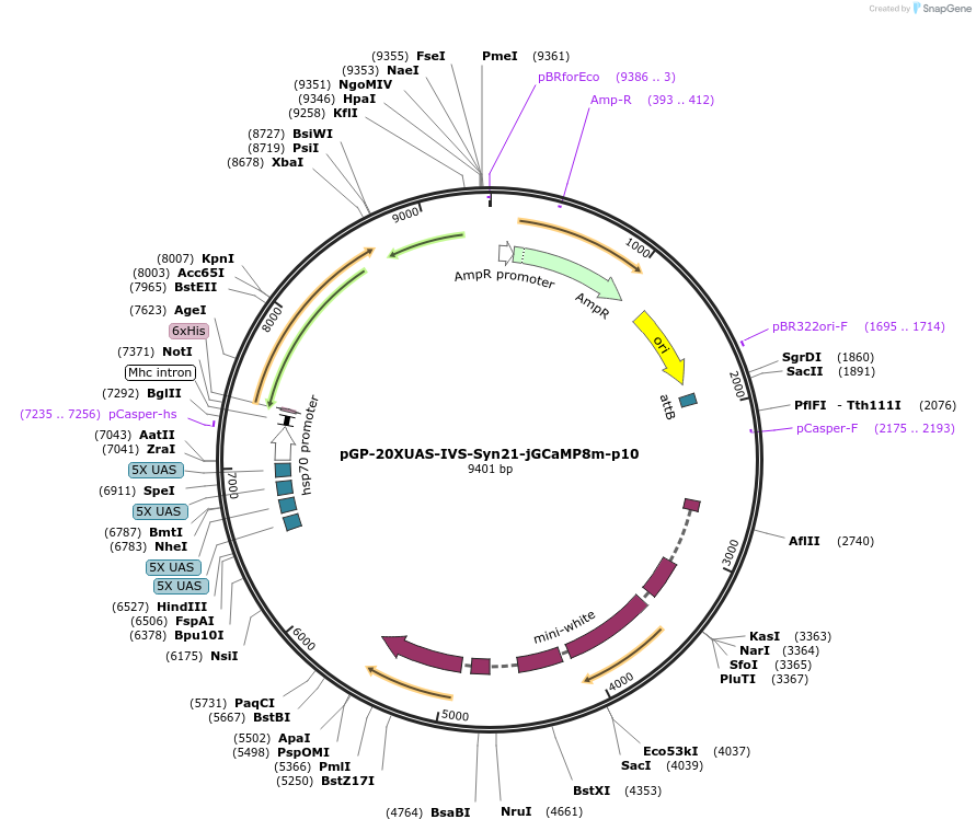 162387-plasmid-map-sequence-id-331881