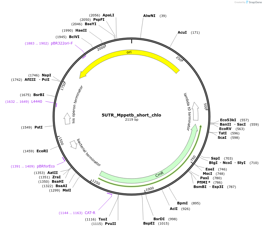163933-plasmid-map-sequence-id-331893