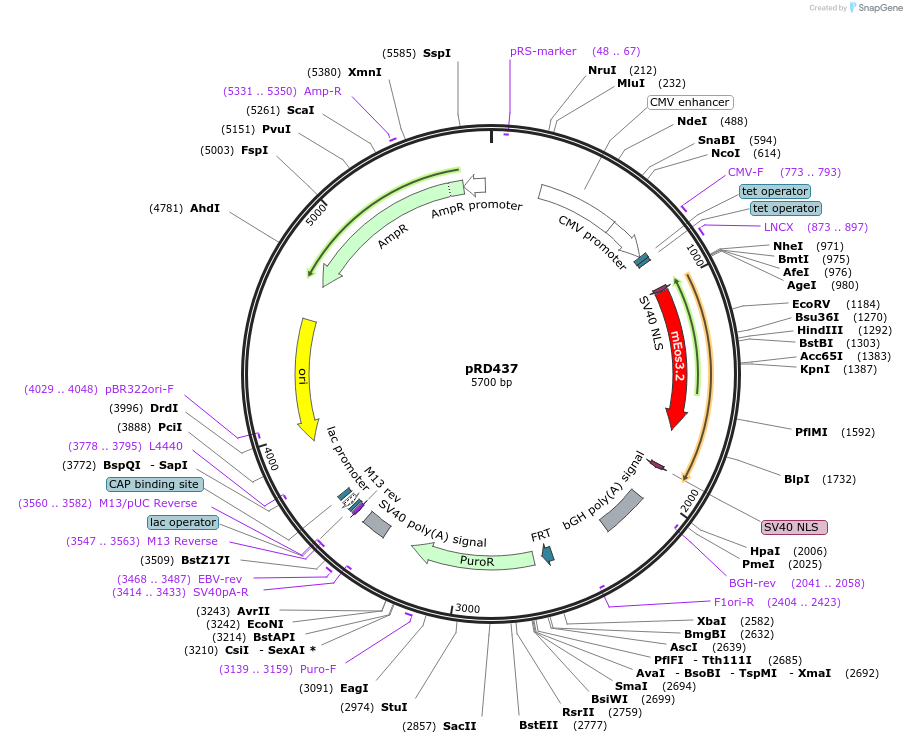 168463-plasmid-map-sequence-id-331909
