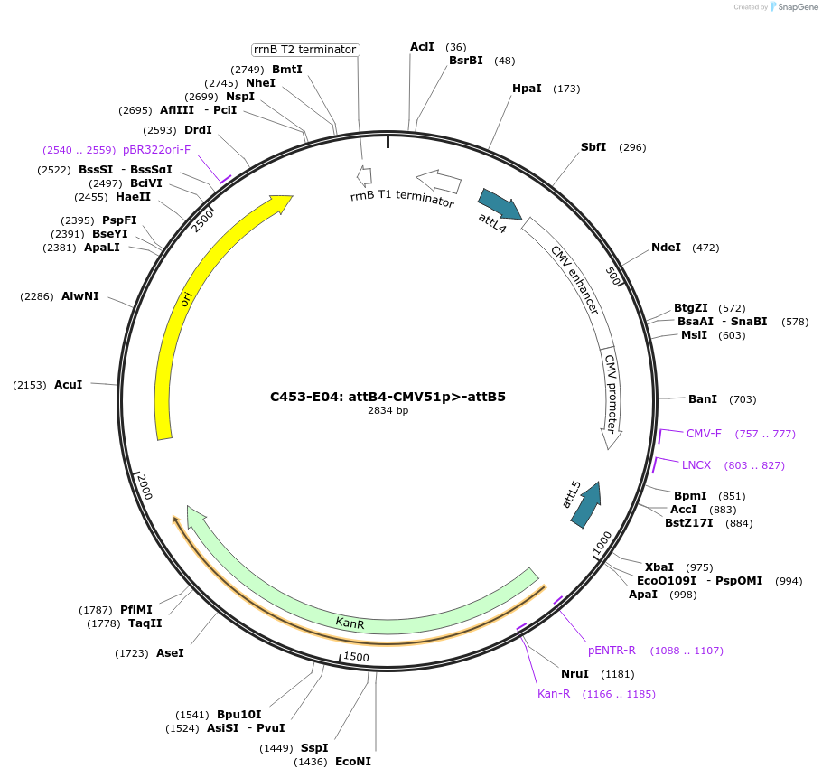 162973-plasmid-map-sequence-id-331910