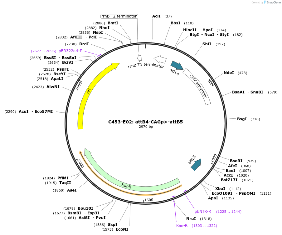 162972-plasmid-map-sequence-id-331911