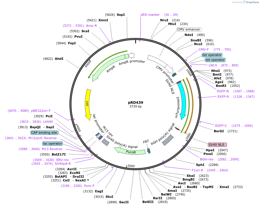 168465-plasmid-map-sequence-id-331915