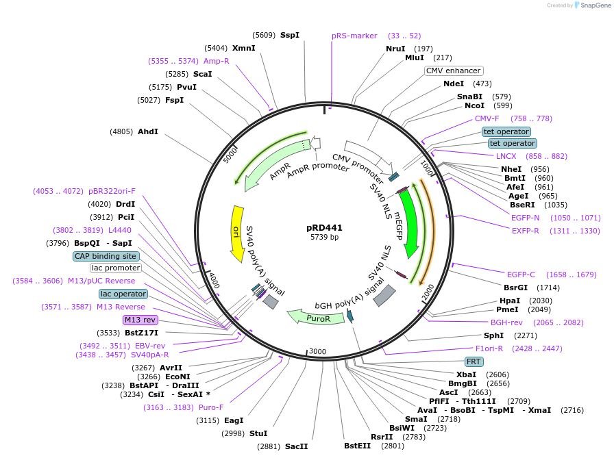 168467-plasmid-map-sequence-id-331917