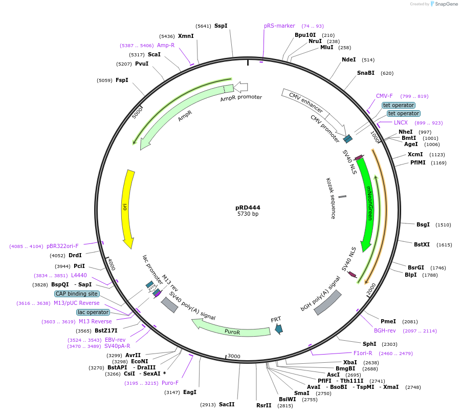 168470-plasmid-map-sequence-id-331923