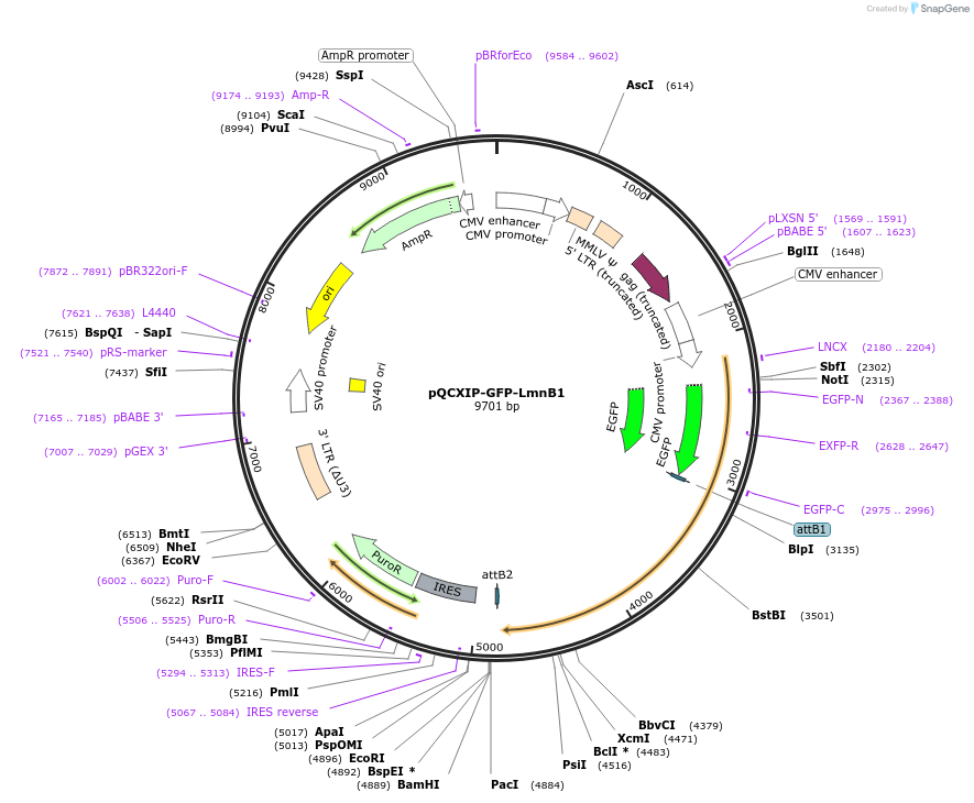 164249-plasmid-map-sequence-id-331947