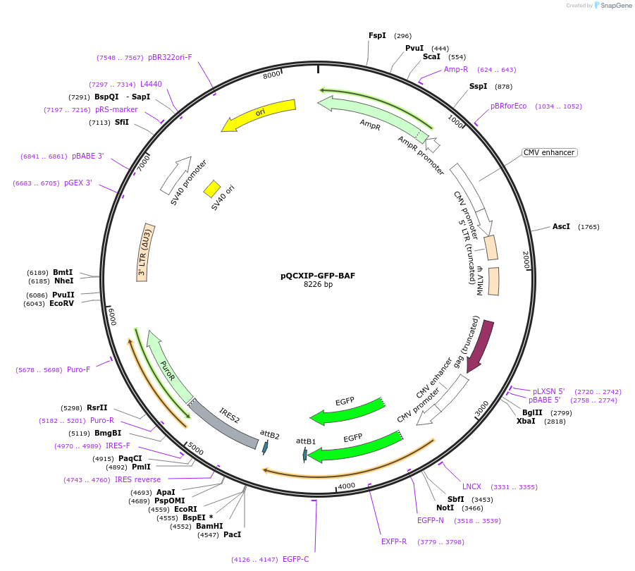 164248-plasmid-map-sequence-id-331955