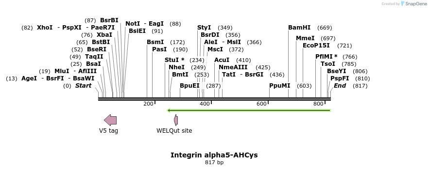 33196_map