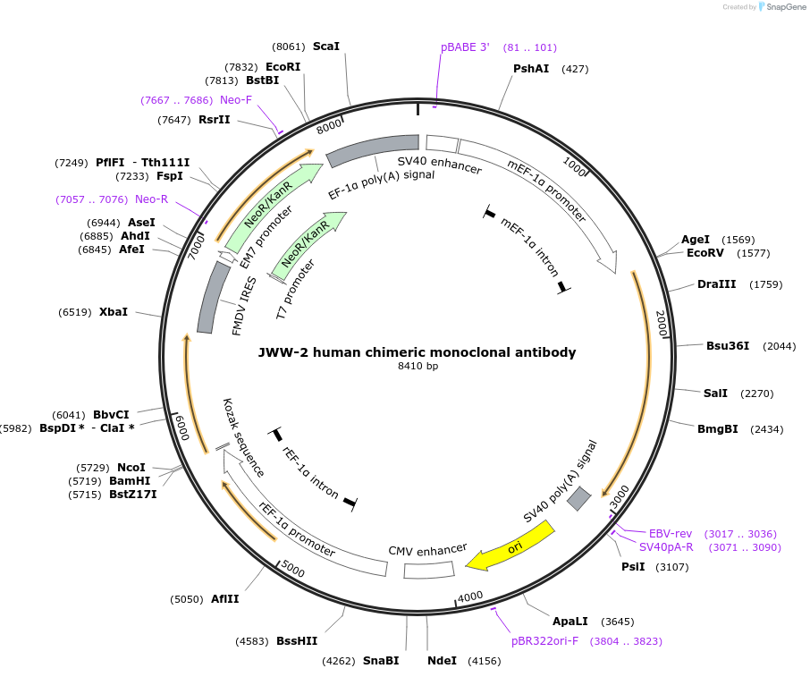 66749-plasmid-map-sequence-id-331973