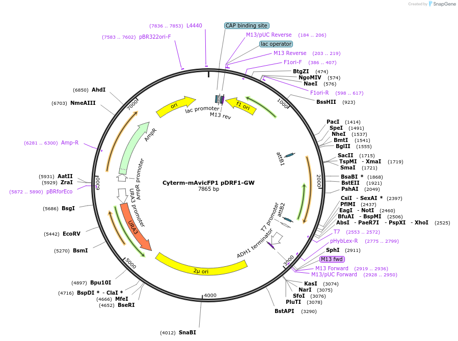 168092-plasmid-map-sequence-id-332006
