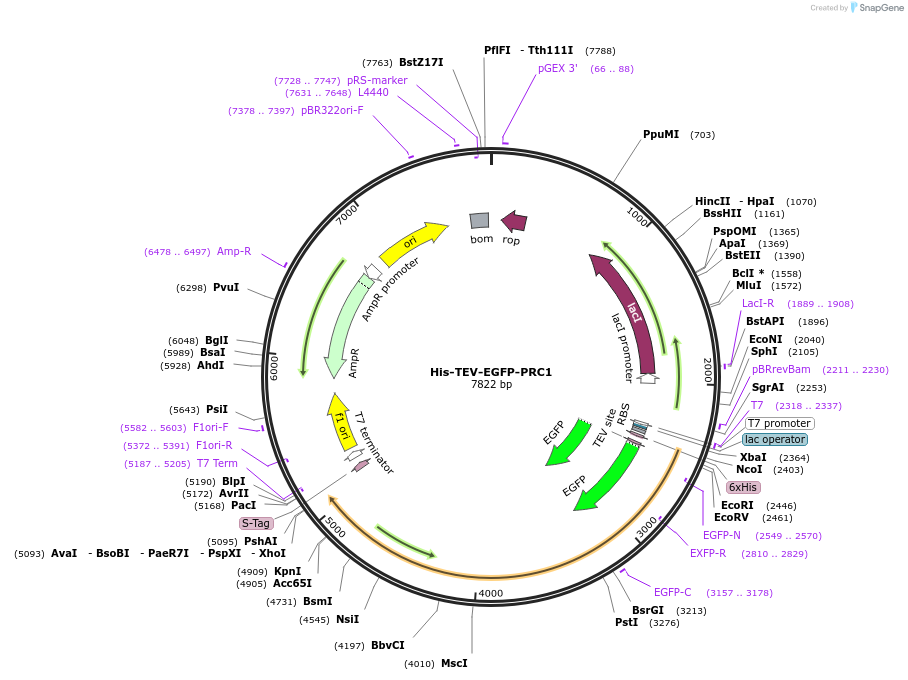 167540-plasmid-map-sequence-id-332010