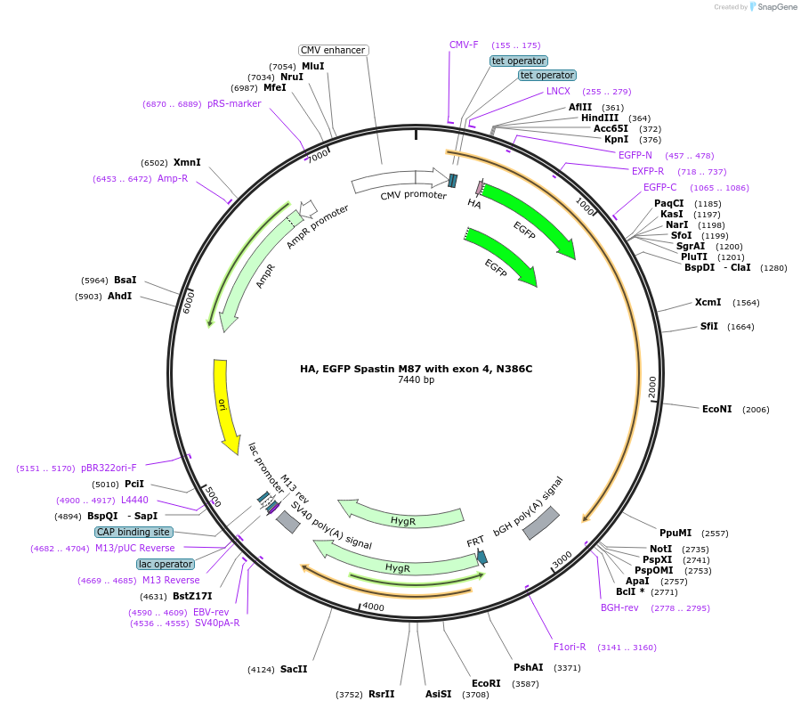 167543-plasmid-map-sequence-id-332012
