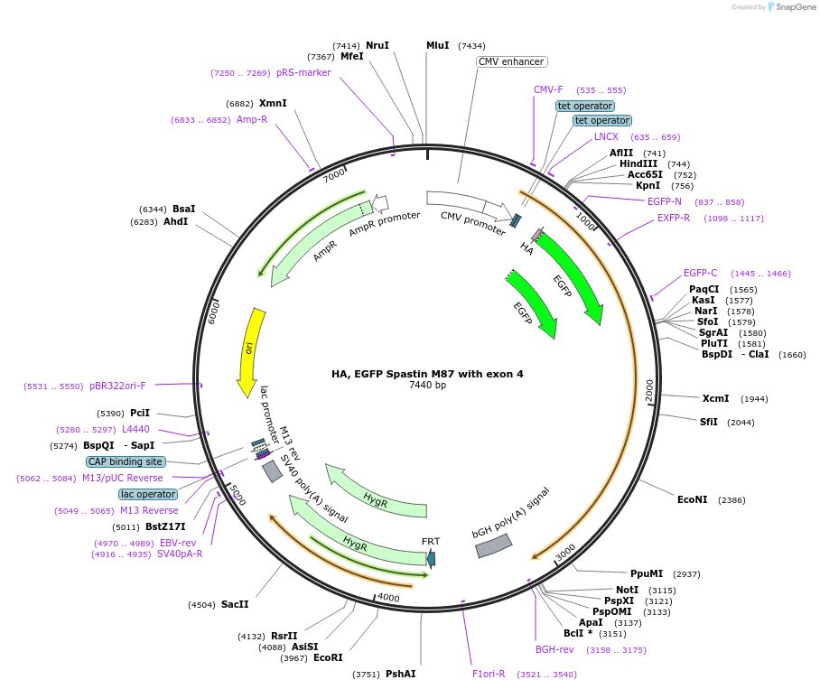 167542-plasmid-map-sequence-id-332013