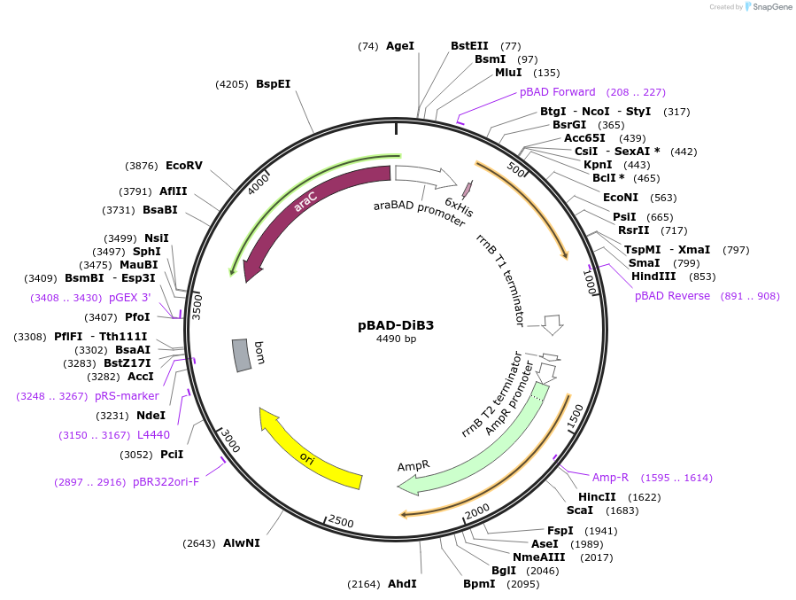 168802-plasmid-map-sequence-id-332017
