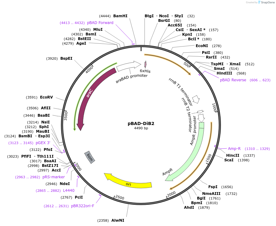 168801-plasmid-map-sequence-id-332018