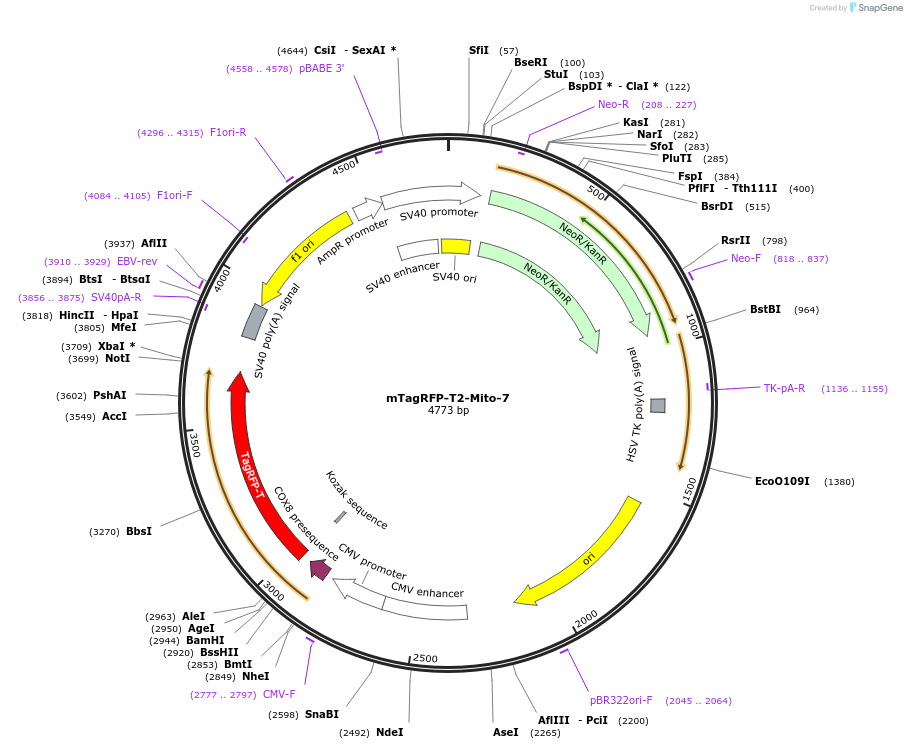 58041-plasmid-map-sequence-id-332020